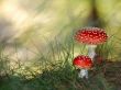 Two mushrooms Wallpaer