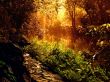River bathed in sun Wallpaer