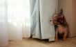 Dog at the window Wallpaer
