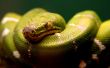 Green snake Wallpaer