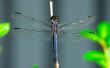 Dragonfly on a stick Wallpaer