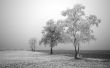 Frozen field and trees Wallpaer