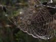 Wet spider web Wallpaer