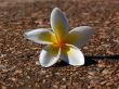Flower lying down Wallpaer