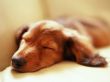 Sleeping dog Wallpaer