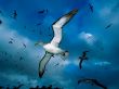Flock of seagulls Wallpaer