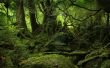 Lush vegetation Wallpaer