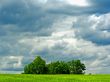 Isolated trees Wallpaer