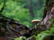 Single mushroom Wallpaer