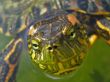 Turtle head Wallpaer