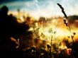 Web in sunset Wallpaer