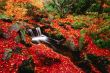 Red leaves Wallpaer