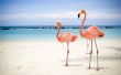 Flamingos on beach Wallpaer