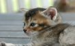 Blue eyed kitten Wallpaer