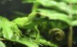 Lizzard in green Wallpaer
