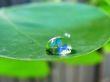 Water drop on leaf Wallpaer