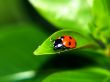 Ladybug on a leaf Wallpaer