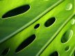 Punctured leaf Wallpaer