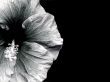 Grey orchid Wallpaer