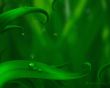 Diving spiders Wallpaer