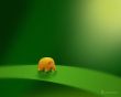 Micro elephant Wallpaer