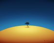 Tenere tree Wallpaer