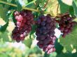 Fresh grapes Wallpaer