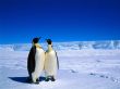 Penguin soulmates Wallpaer