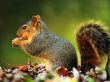Playfull squirrel Wallpaer