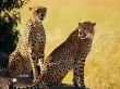 Cheetah brothers Wallpaer