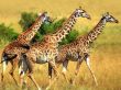 Giraffe trio Wallpaer