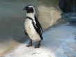 Lonely penguin Wallpaer