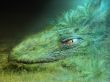 Dragon head Wallpaer