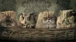 Manipulated pets Wallpaer