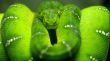 Photoshop snake Wallpaer