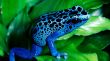 Blue frog Wallpaer