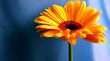 Yellow contrast flower Wallpaer