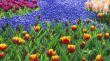 Tulip field Wallpaer