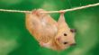 Hanging hamster Wallpaer