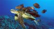 Turtle with company Wallpaer