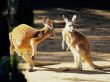 Kangaroo talk Wallpaer