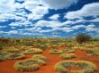 old spinifex rings Wallpaer