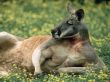 red kangaroo Wallpaer