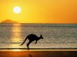joey the kangaroo Wallpaer