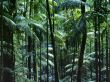 Tamborine Park Wallpaer