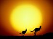 the kangaroo hop Wallpaer