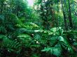 Lacey Creek forest Wallpaer