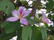 flower brazil Wallpaer