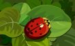 Red ladybug Wallpaer