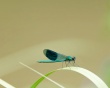 Insect on leaf Wallpaer